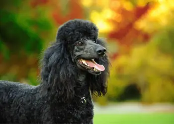 Black Poodle: What Makes Them Gorgeous