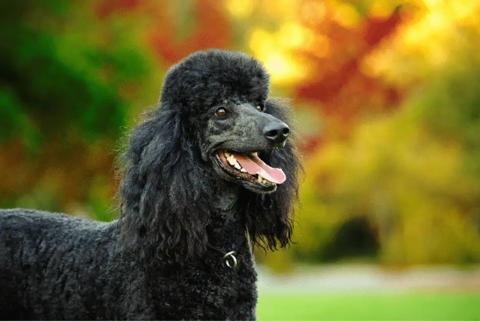 Black Poodle Standard