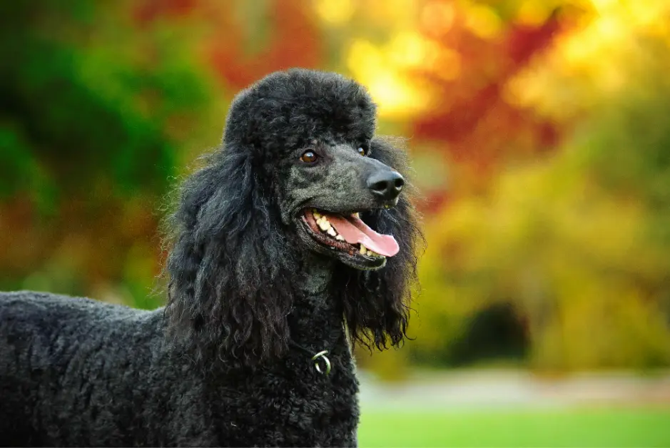 black poodle standard