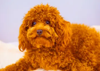 Red Poodles – A Bark In The Park