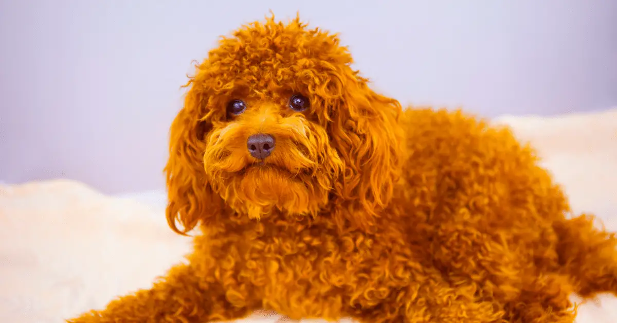 are full blooded poodles two toned in color