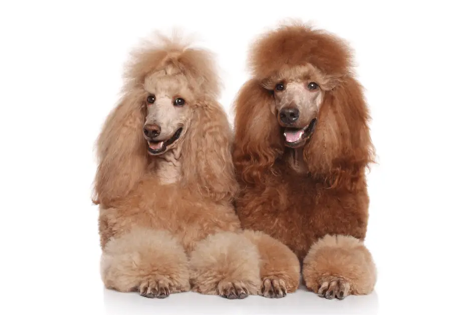 Brown Poodles