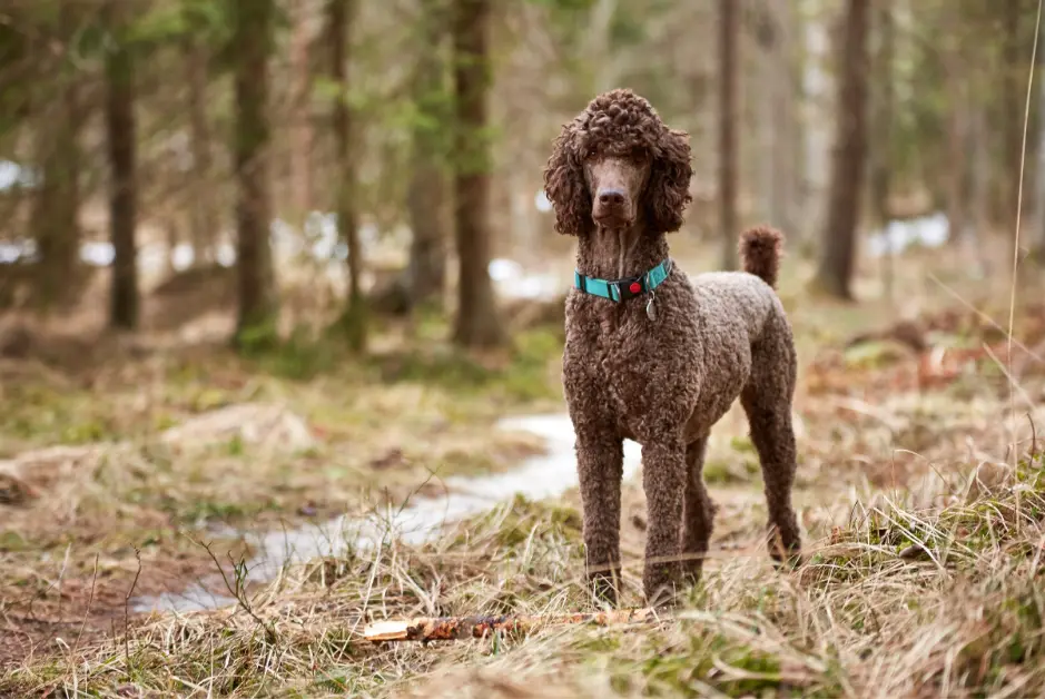 Brown Poodle Out on a Walk