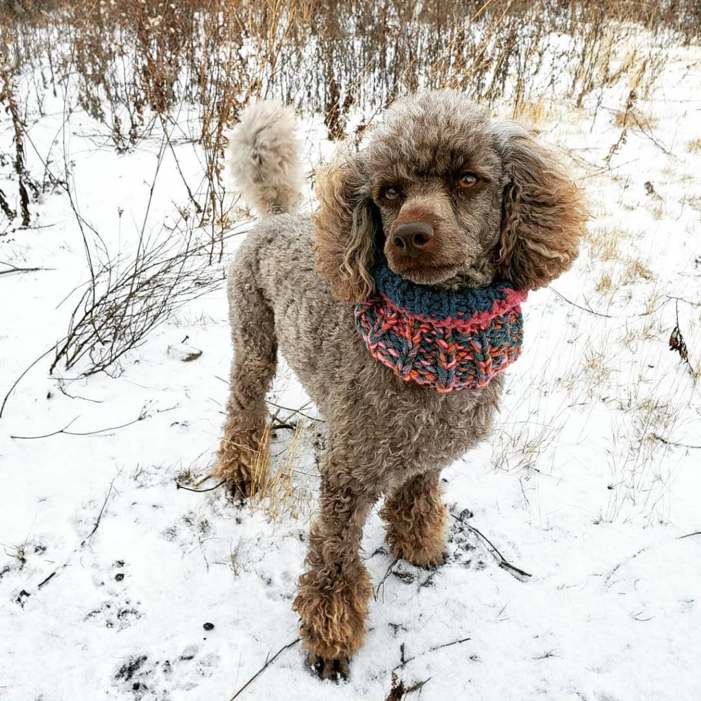 Cafe Au Lait Poodle