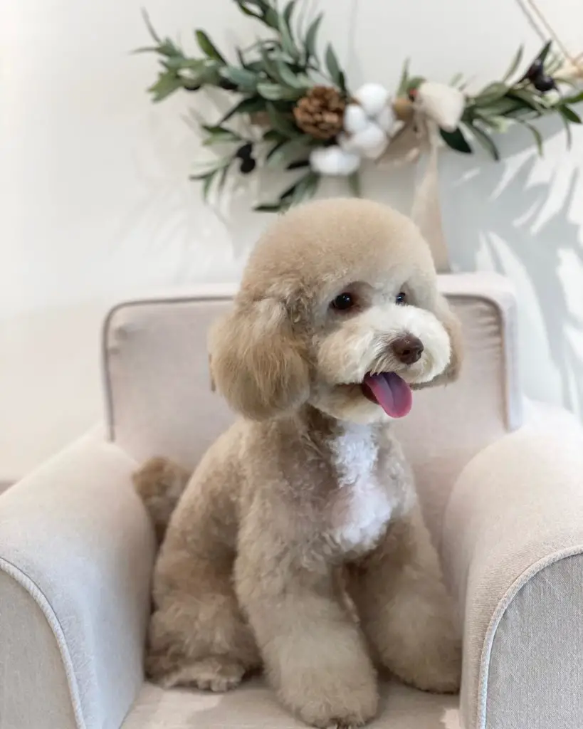 Cafe Au Lait Poodle