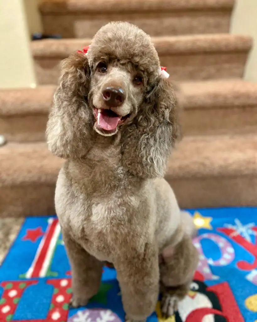 toy poodle silver beige phantom