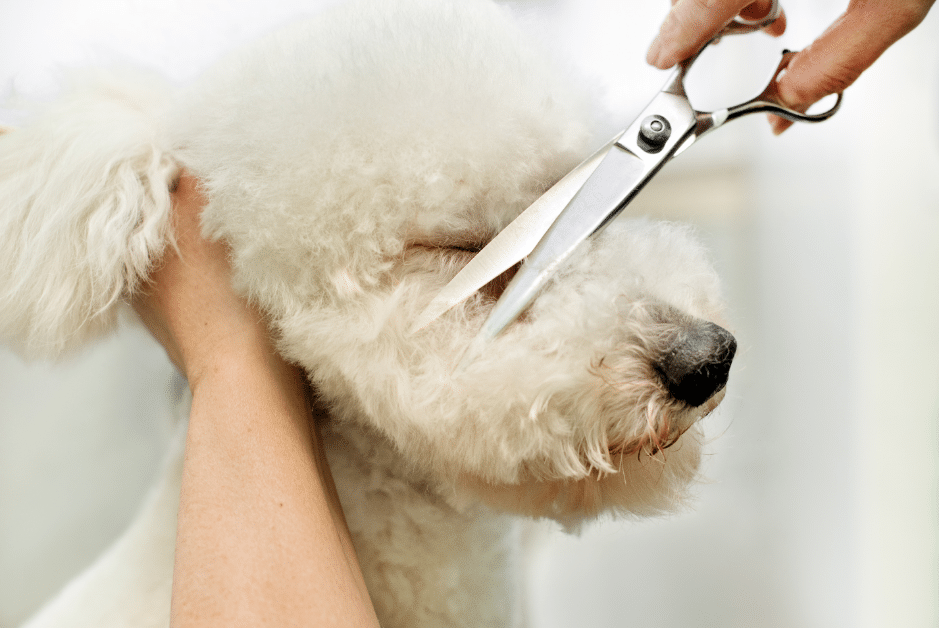 Poodle Grooming