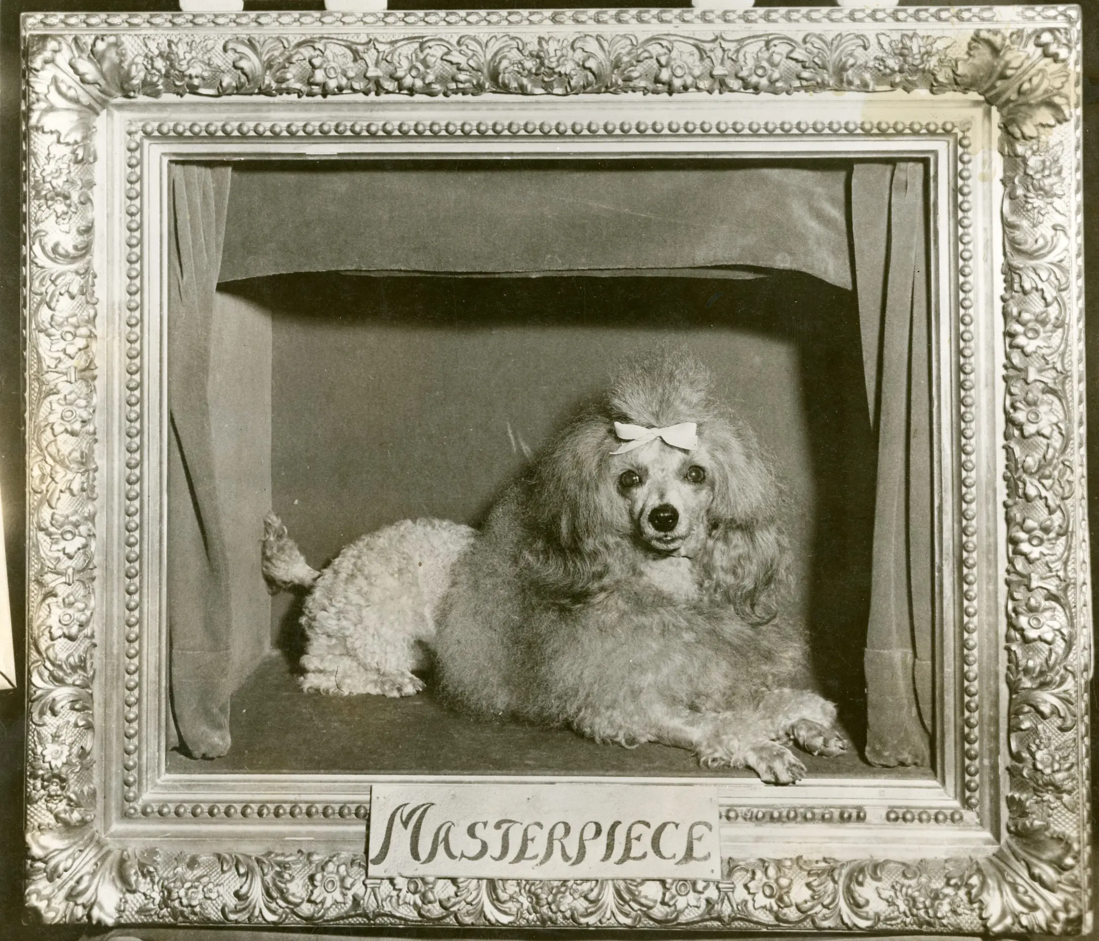 The Disappearance of Masterpiece The Poodle: The Great Mystery