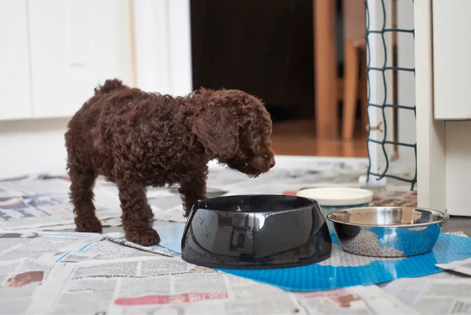 Miniature Poodle Puppy