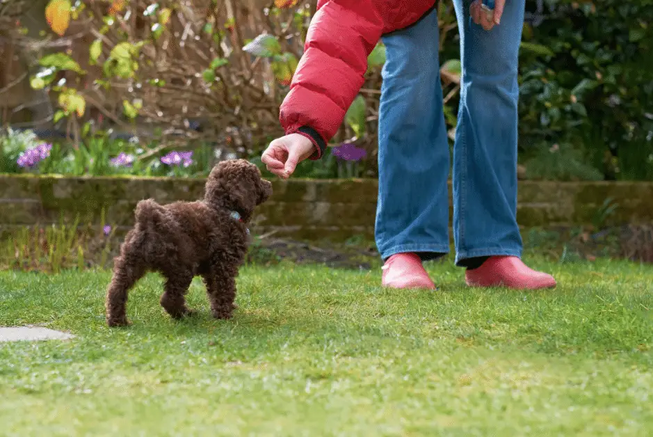 Are poodle puppies easy to train?