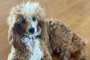 Moyen Poodles: Everything You Need To Know | PoodleHQ