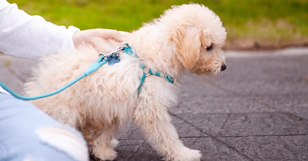 how to train miniature poodle puppies