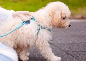 How To Get The Perfect Poodle Puppy: Basic Training Tips