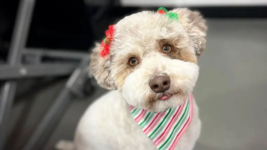 Schnoodle - Schnauzer Poodle Mix