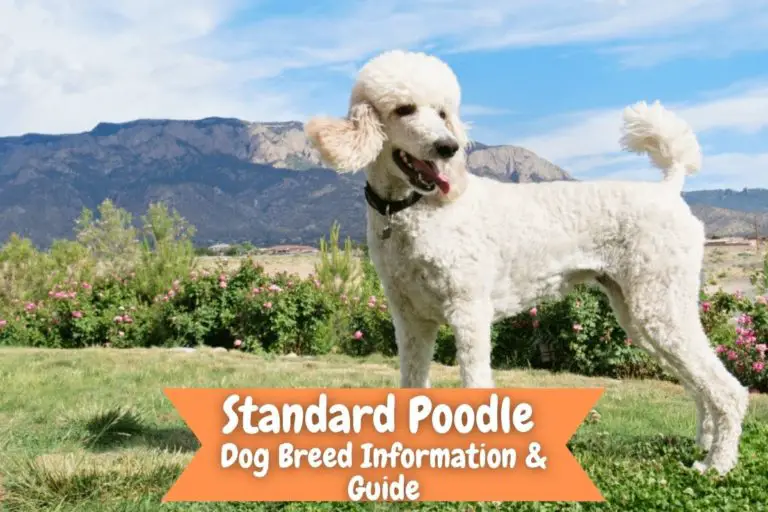 Standard Poodle Dog Breed Information &Amp;Amp; Guide