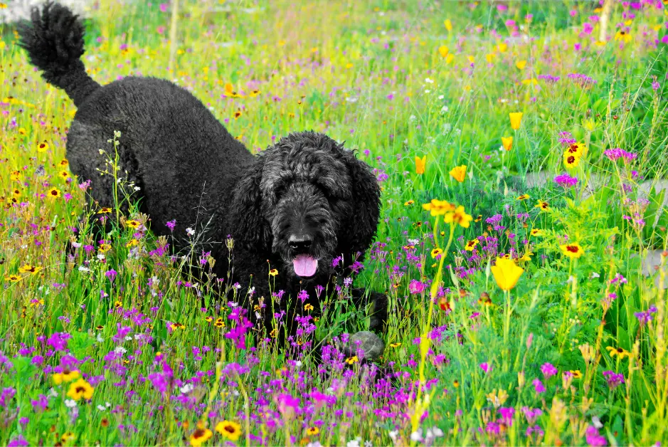 Black Poodle