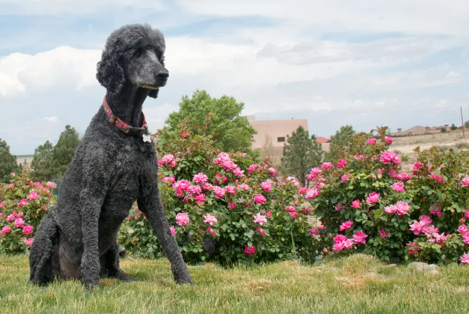 black poodle