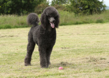 Blue Poodles – They’Ll Make You The Happiest Person