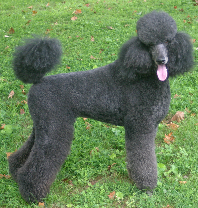 Blue Poodle