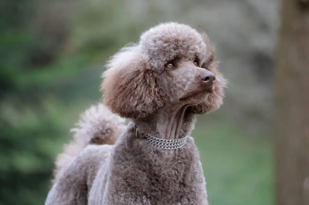 Cafe Au Lait Poodle