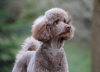 Cafe Au Lait Poodles: Complete Guide With Pictures