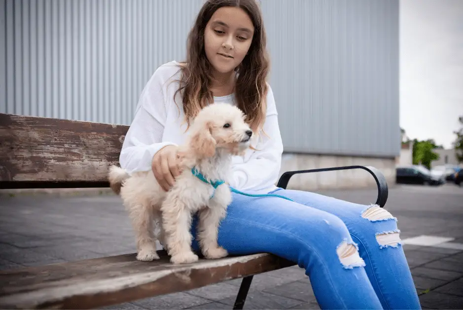 girl with poodle puppy