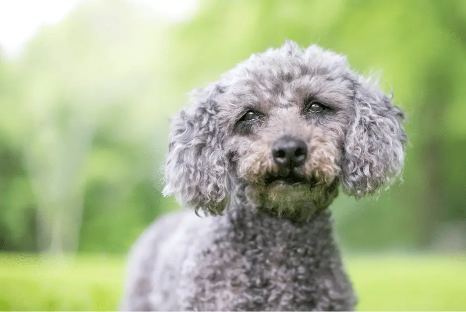Gray Poodle In The Park