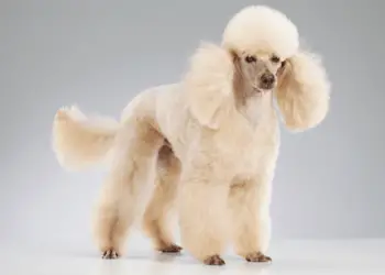 Miniature Poodles – Most Likely To End Up On Broadway