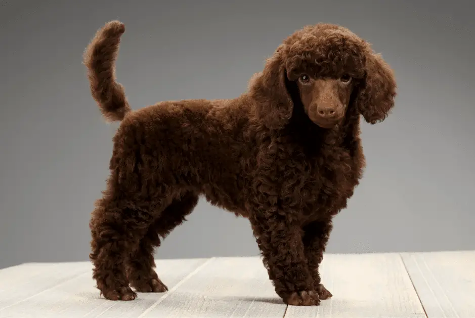 Brown Poodle Puppy