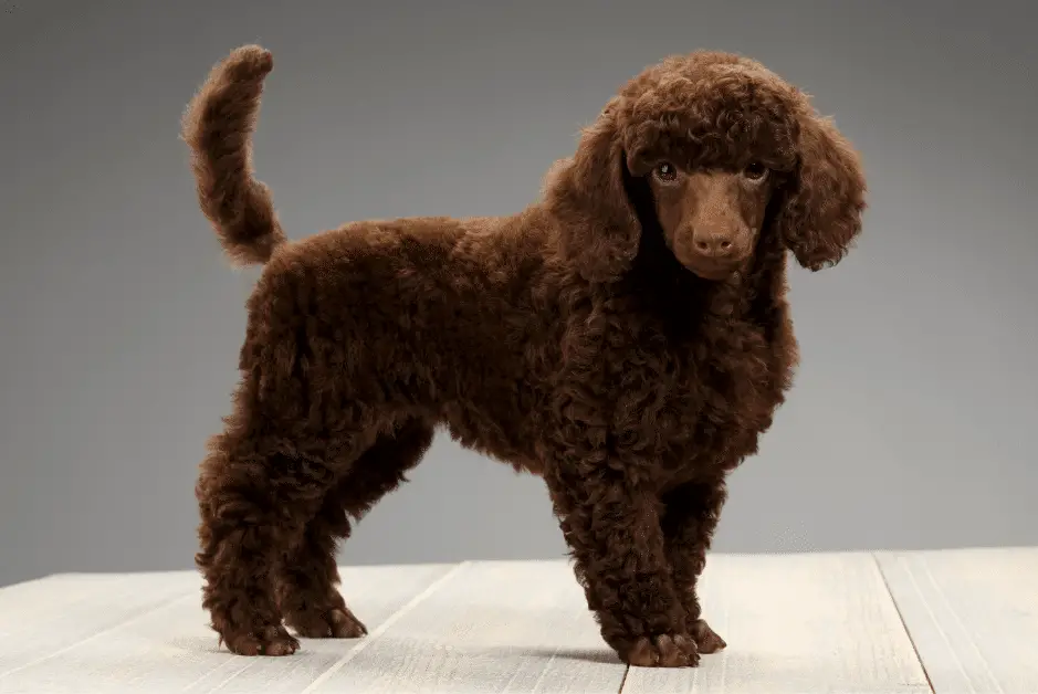 brown poodle puppy