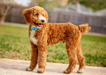 Moyen Poodles – Are They The Goldilocks Of The Breed?