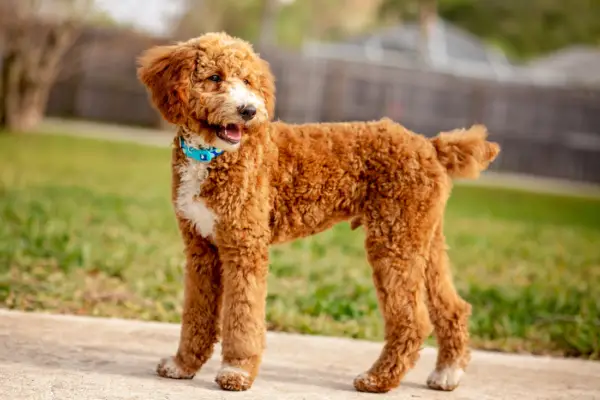 Moyen Poodles - Are They The Goldilocks Of The Breed? | PoodleHQ