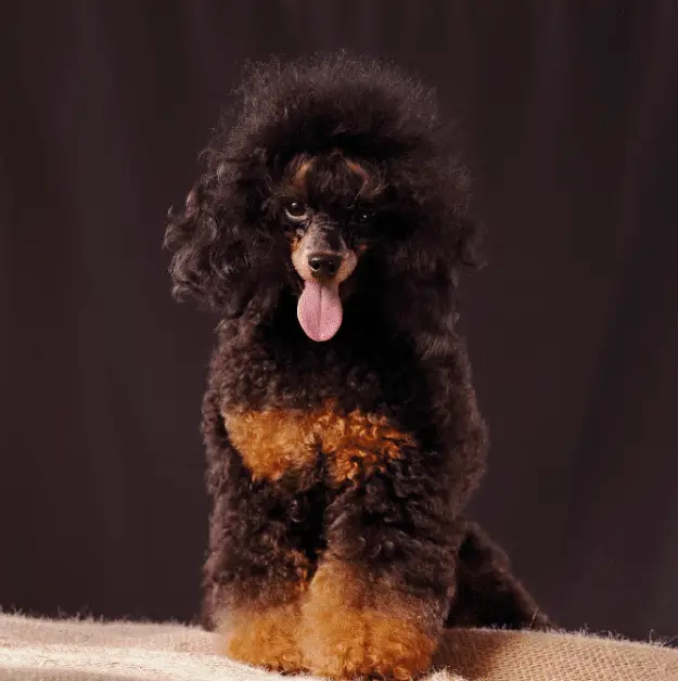 Phantom Poodle