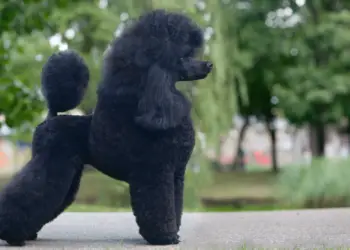 10 Poodle Facts You Should Know