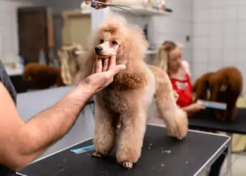 8 Poodle Haircuts – From The Jungle To Hollywood