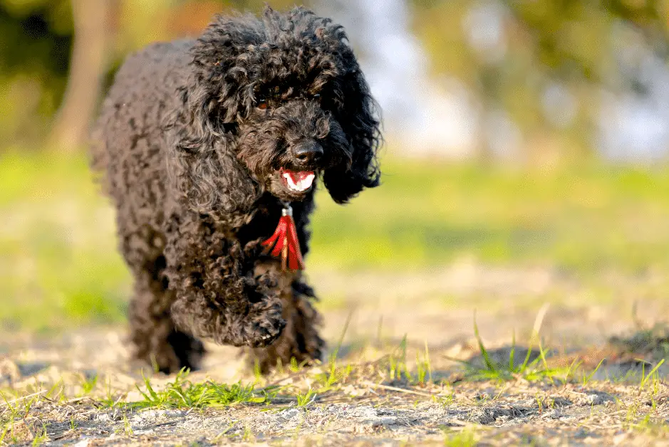 Poodle On A Walk