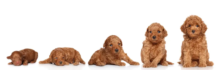 Poodle Puppies