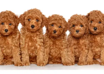 Poodle Puppies – The Most Cutest Things On Earth