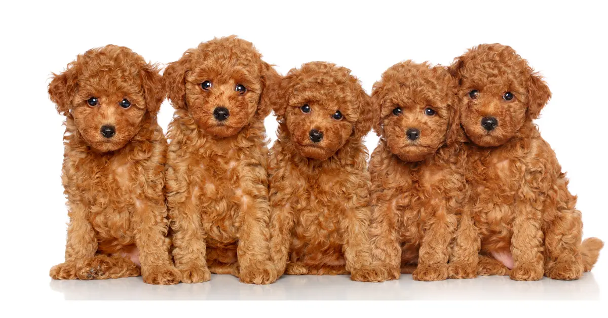 Poodle Puppies - The Most Cutest Things on Earth