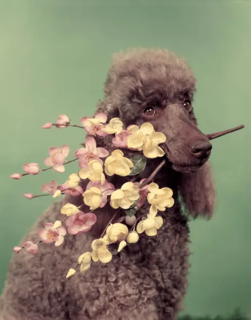poodle with flower