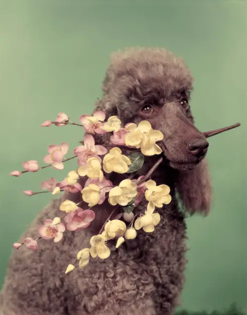 Poodle With Flower