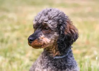 Sable & Brindle Poodles – Have You Heard About Them?