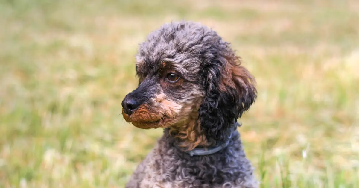 brindle mini poodle