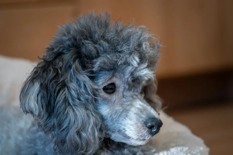 silver poodle