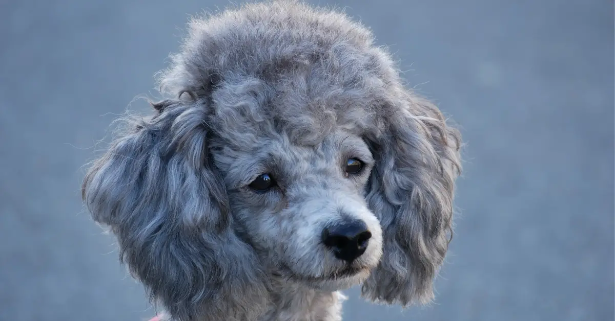 silver miniature poodle breeders