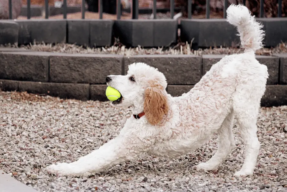 Standard Poodle Playing