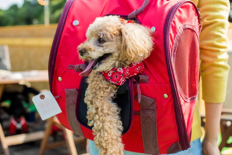 toy poodle in backpack