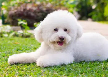 Toy Poodles – The Best Toy For An Entire Family