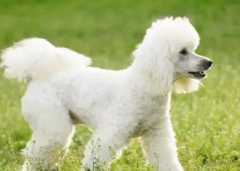 White Poodles – No Bones About It