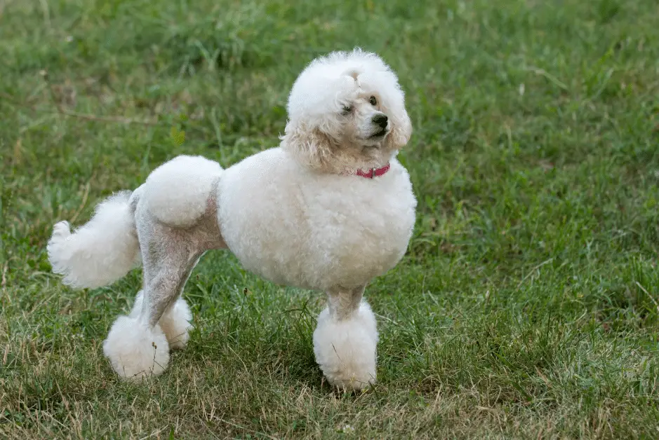 white poodle in the park